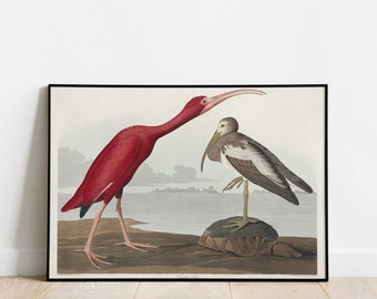 Scarlet Ibis Vintage Art Print from Birds of America by John James Audubon | Victorian Era Birds, Historical Bird Print