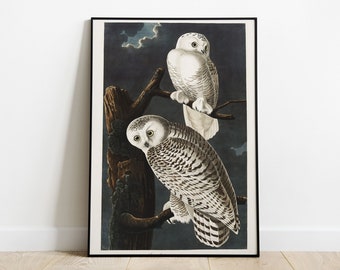 Snowy Owl Print from the Birds of America By John James Audubon | Victorian Era Birds, Historical Bird Print, Antique Bird Print