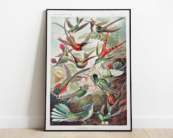 Humming Bird Wall Art, Ernst Haeckel Tropical Birds Illustration, Birds of Paradise Print