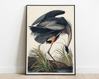 Great blue Heron Print from Birds of America By John James Audubon | Victorian Era Birds, Historical Bird Print, Audubon Birds Art Gift