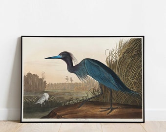 Victorian Blue Crane or Heron Print from Birds of America by John James Audubon | Victorian Era Birds, Historical Bird Print