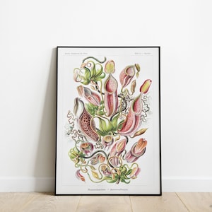 Vintage botanische print van Kunstformen der Natur|  Ernst Haeckel Botanische illustraties afdrukken, kunstvormen in de natuur