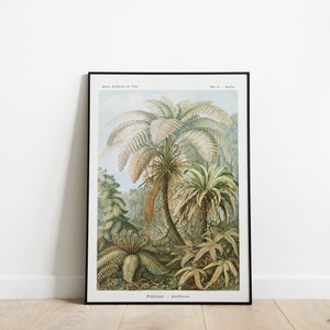 Impression de palmier Ernst Haeckel, illustration vintage d'arbres tropicaux