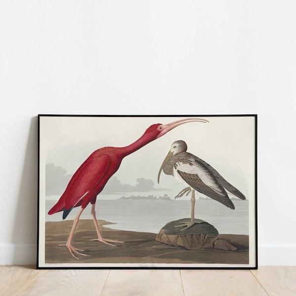 Scarlet Ibis Vintage Art Print from Birds of America by John James Audubon | Victorian Era Birds, Historical Bird Print