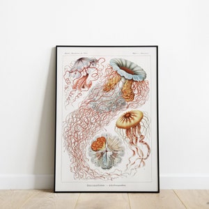 Op de afbeelding: Vintage illustratie van vier kwallen met ingewikkelde details. De kwallen zijn afgebeeld in tinten roze, oranje en wit op een witte achtergrond. De illustratie heeft de titel "Discomedusae - Scyphomedusae."