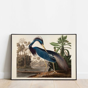 Audubon Louisiana Heron Print: Vintage Birds of America Art