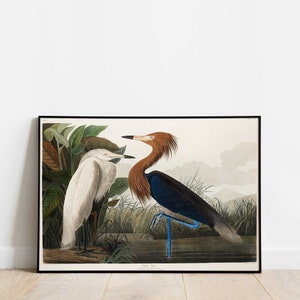 Audubon Purple Heron Print: Birds of America, Victorian Bird Art