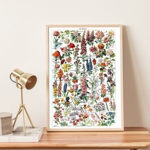 Botanica Fleur by Adolphe Millot, Vintage Nature Poster Flowers Chart, French flower print, Vintage Botanical Print, Art Gift,