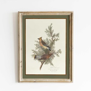 May include: A framed print depicting two Cedar Waxwing birds on a juniper branch. The birds display tan, brown, and yellow feathers. The print has a cream background with a green border, and is in a distressed, light brown wooden frame.