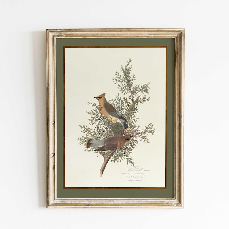 May include: A framed print depicting two Cedar Waxwing birds on a juniper branch. The birds display tan, brown, and yellow feathers. The print has a cream background with a green border, and is in a distressed, light brown wooden frame.
