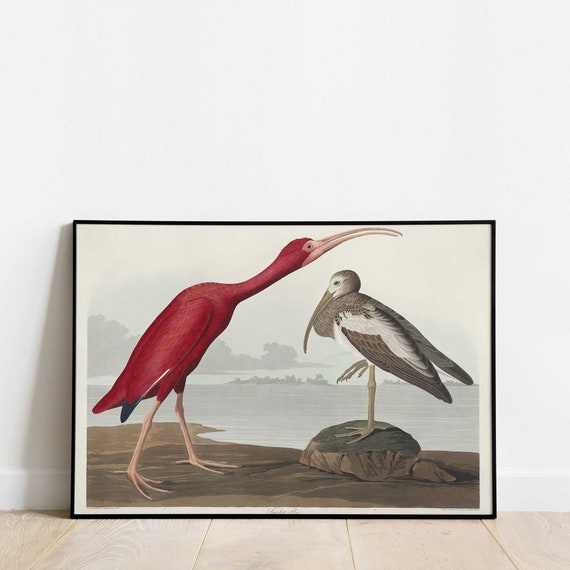 Scarlet Ibis Vintage Art Print From Birds of America by John