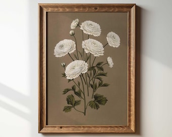 Impresión botánica vintage: Ilustración de flores blancas de estilo campestre francés