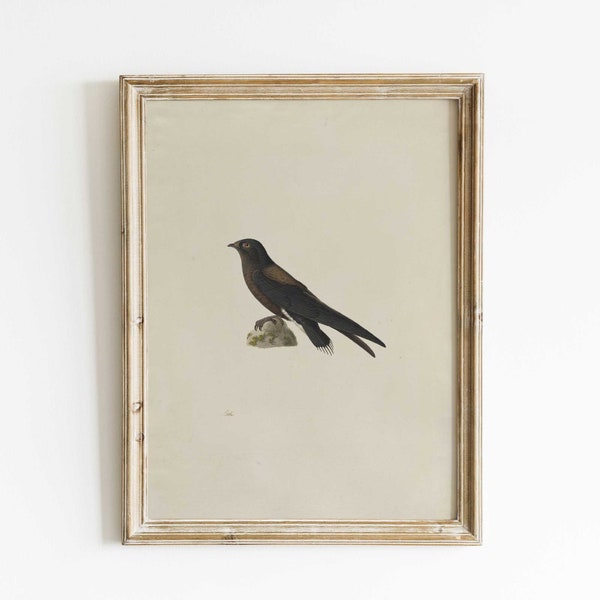 Watercolour Bird Print, Minimalist French Wall Art, Old Antique Painting, Printed and Shipped, Hartsholme Prints