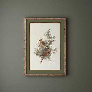 May include: A framed vintage bird print showing two Cedar Waxwings on a branch with green foliage. The print has a cream background, a green mount, and a rustic wooden frame. The birds are illustrated in shades of brown, yellow, and grey.