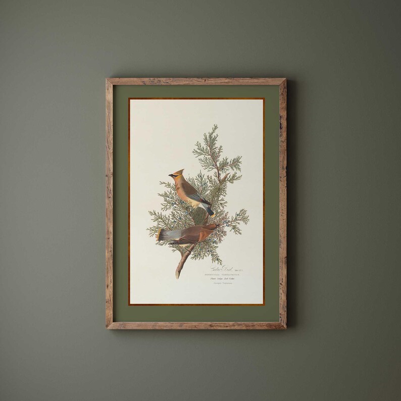 May include: A framed vintage bird print showing two Cedar Waxwings on a branch with green foliage. The print has a cream background, a green mount, and a rustic wooden frame. The birds are illustrated in shades of brown, yellow, and grey.