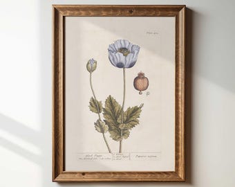 Vintage Black Poppy Botanical Print: Cottagecore Floral Wall Art