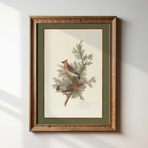 Vintage Cedar Waxwing Print: Botanical Bird Illustration, French Cottage Art