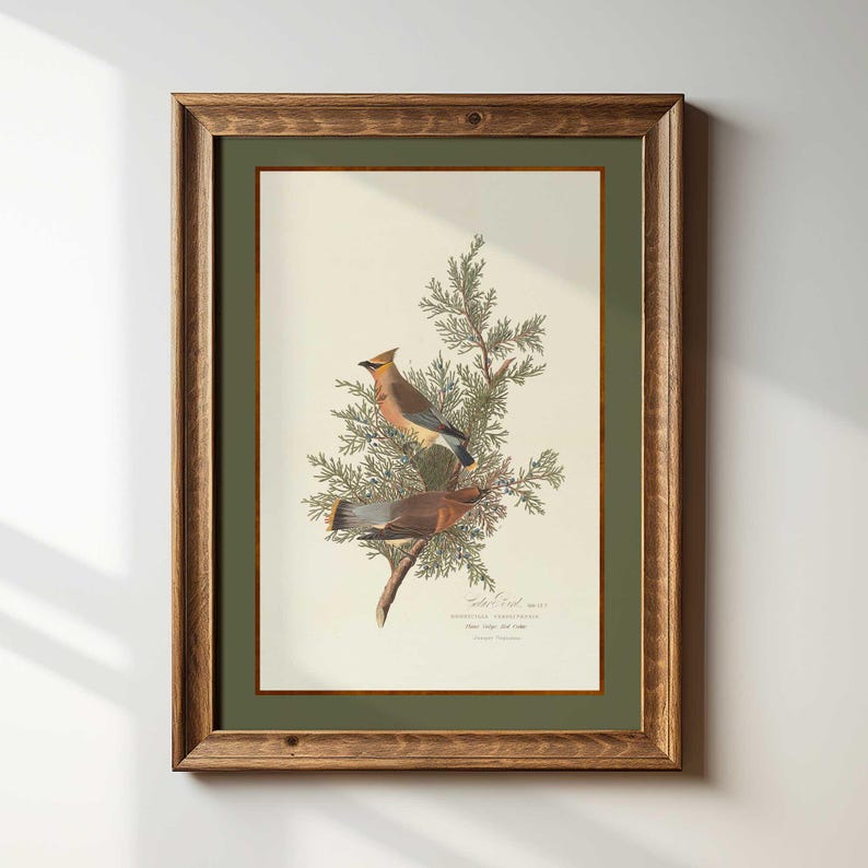 May include: A framed print of two Cedar Waxwing birds on a cedar branch. The artwork has a vintage style, with a light background and a green mount. The wooden frame has a natural finish. The print includes text.