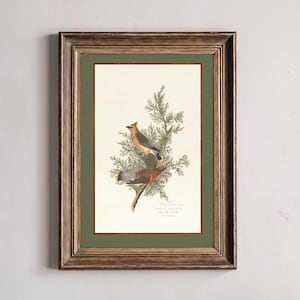 May include: A framed vintage print depicting two Cedar Waxwings on a branch with green foliage. The birds display brown, grey, and yellow feathers. The print has a cream background, a green mount, and a brown wooden frame.
