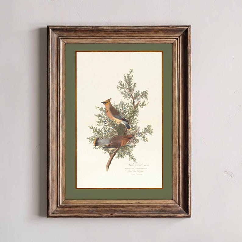 May include: A framed vintage print depicting two Cedar Waxwings on a branch with green foliage. The birds display brown, grey, and yellow feathers. The print has a cream background, a green mount, and a brown wooden frame.