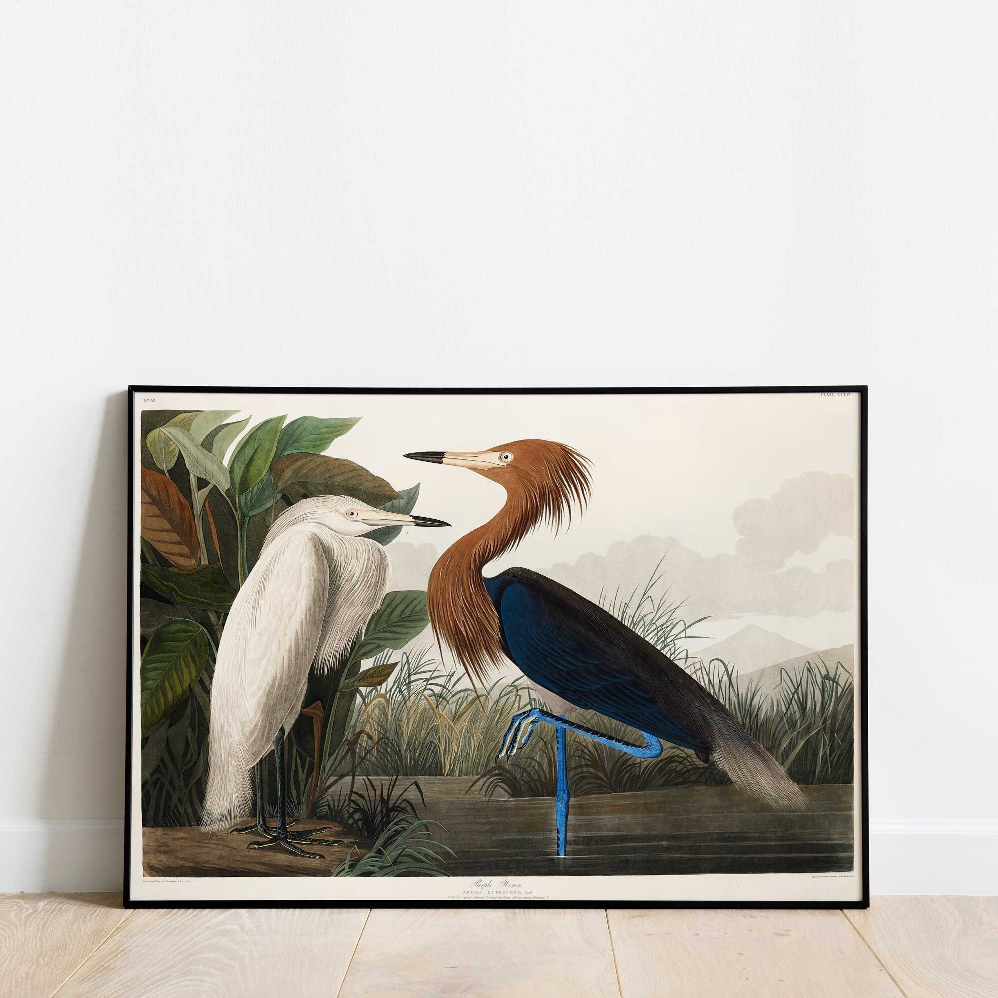 Purple Heron Print from Birds of America by John James Audubon | Victorian Era Birds, Historical Bird Print