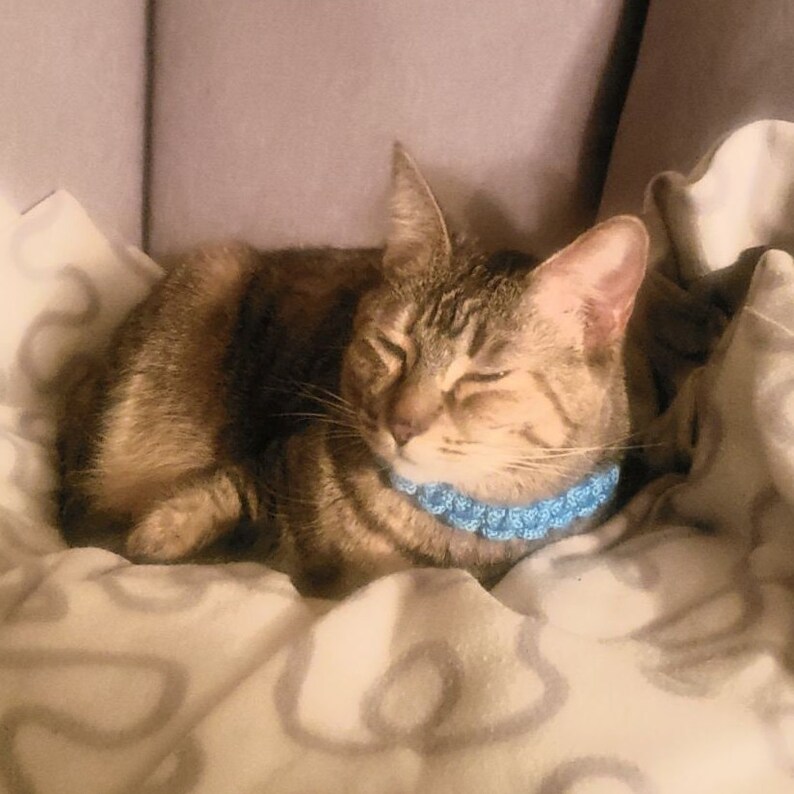 Braided Dog and Cat Collar Etsy