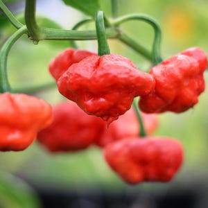 KS Scarlet Rose pepper seeds