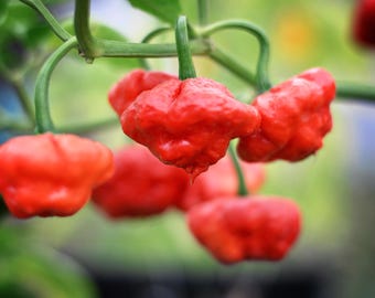 KS Scarlet Rose pepper seeds