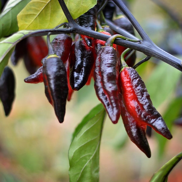 Blood Ghost pepper seeds