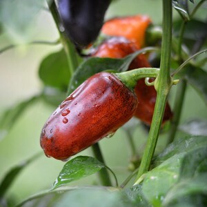 Jes&#39; Purple Orange Jalapeno pepper seeds