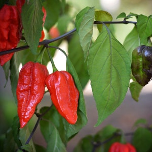 Purple Phantom Red pepper seeds