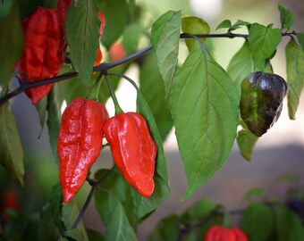 Purple Phantom rote Pfeffersamen
