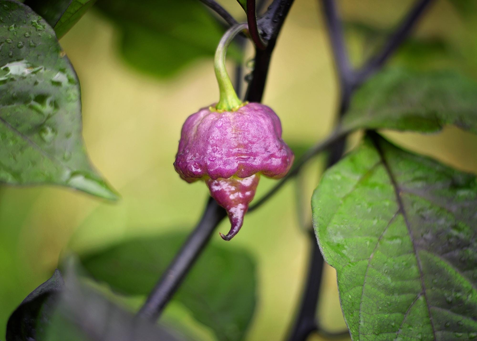 Jay's X Pink X Reaper Lemon - Etsy