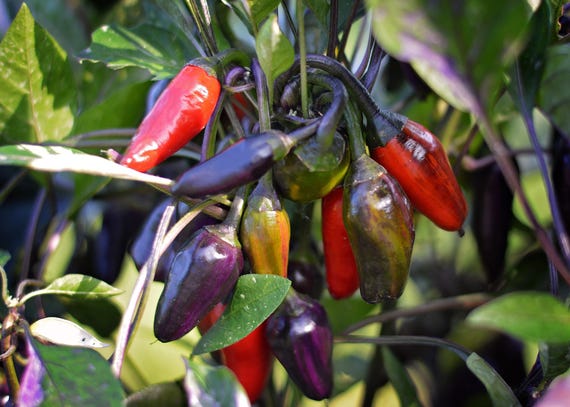 Dream Catcher X Purple Jalapeno Pepper Seeds - Etsy