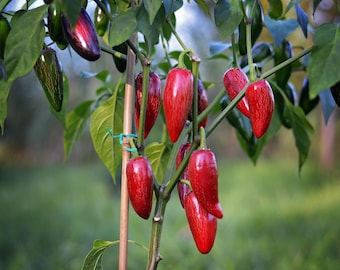 Craig's Grande Jalapeno seeds