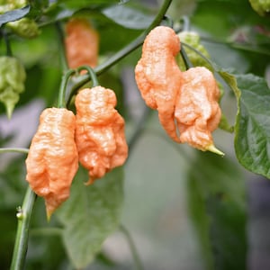 Euforia pepper seeds - pack of 10
