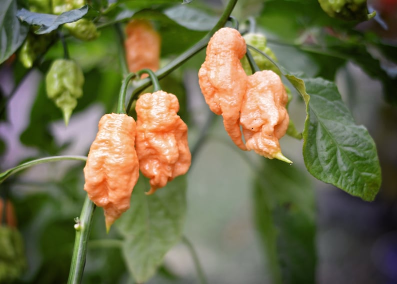Euforia Pepper Seeds - Pack of 10 - Etsy