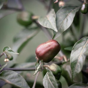 Bruna äggpepparfrön