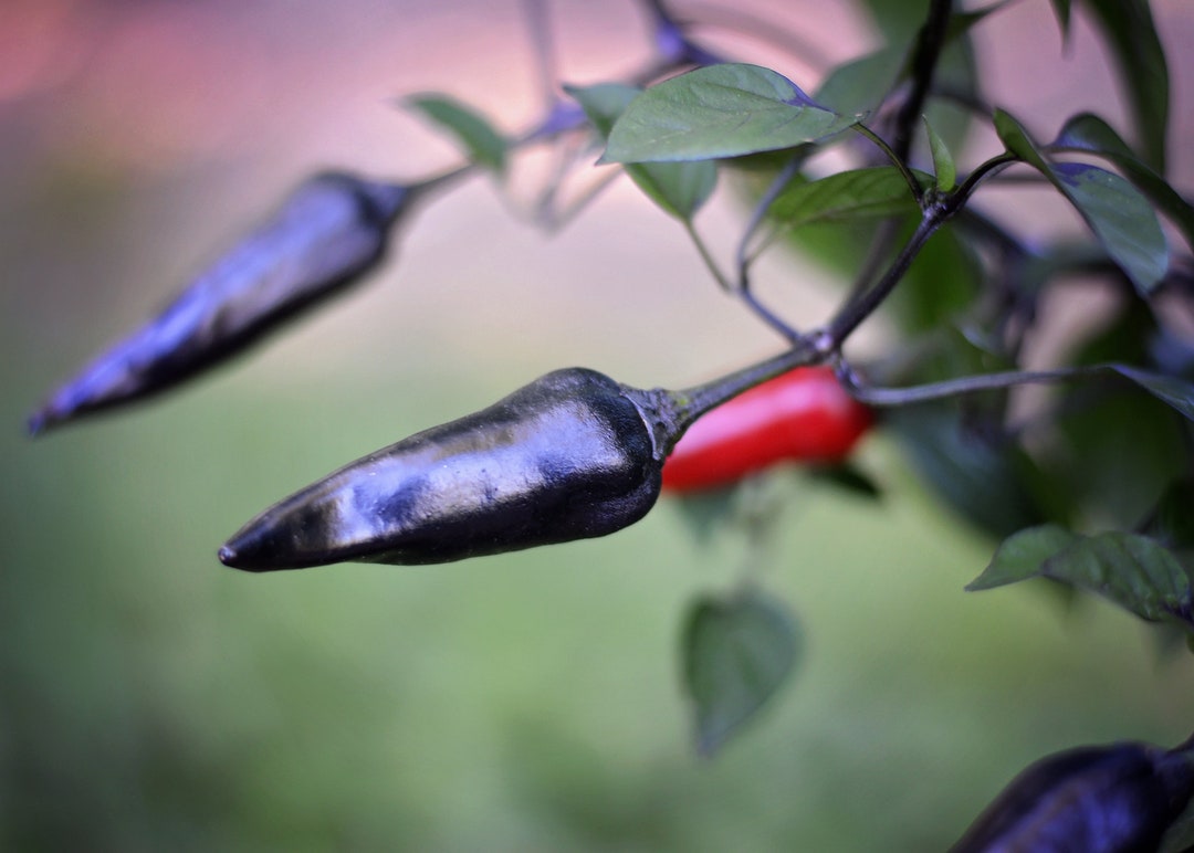 Buy Black Jalapeno Pepper Seeds Online in India Etsy