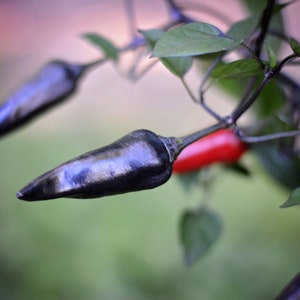 Black Jalapeno pepper seeds