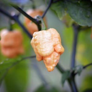 Reaper Purple Peach pepper seeds