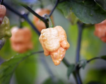 Puede incluir: Primer plano de un pimiento naranja brillante con textura arrugada que crece en una planta. El pimiento es una variedad de chile.