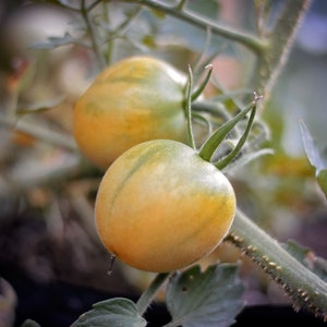 Garden Peach Tomato Seeds