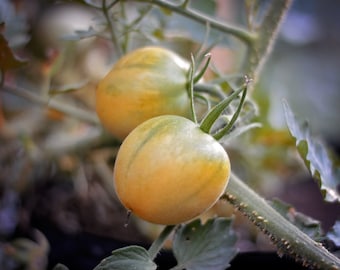 Op de afbeelding: Twee gele en groene tomaten die aan een wijnstok groeien. De tomaten zijn onrijp en hebben een groen-geel gestreept patroon.