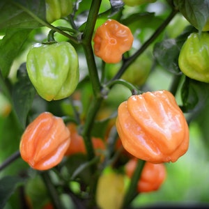 Peach Scotch Bonnet pepper seeds - pack of 10