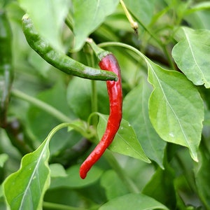 Cayenne Long Slim pepper seeds - 10 seed pack