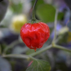 Apple Crisp pepper seeds - pack of 10