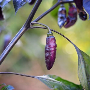 Midnight Bubblegum pepper seeds - pack of 10