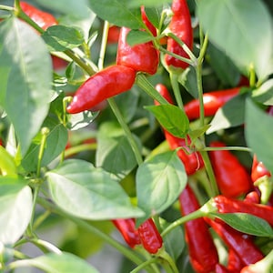 Super Chili pepper seeds - Pack of 10