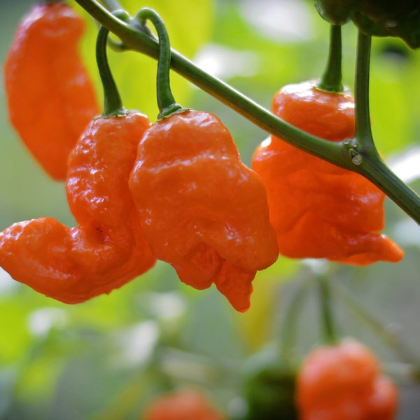 Orange Longtail Scorpion pepper seeds - pack of 10